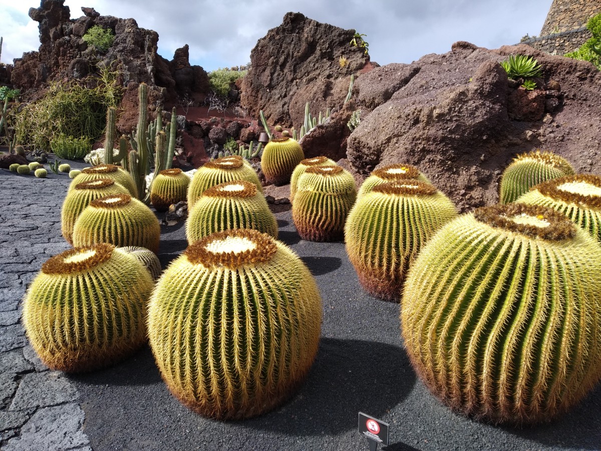 Lanzarote - Jardín de Cactus